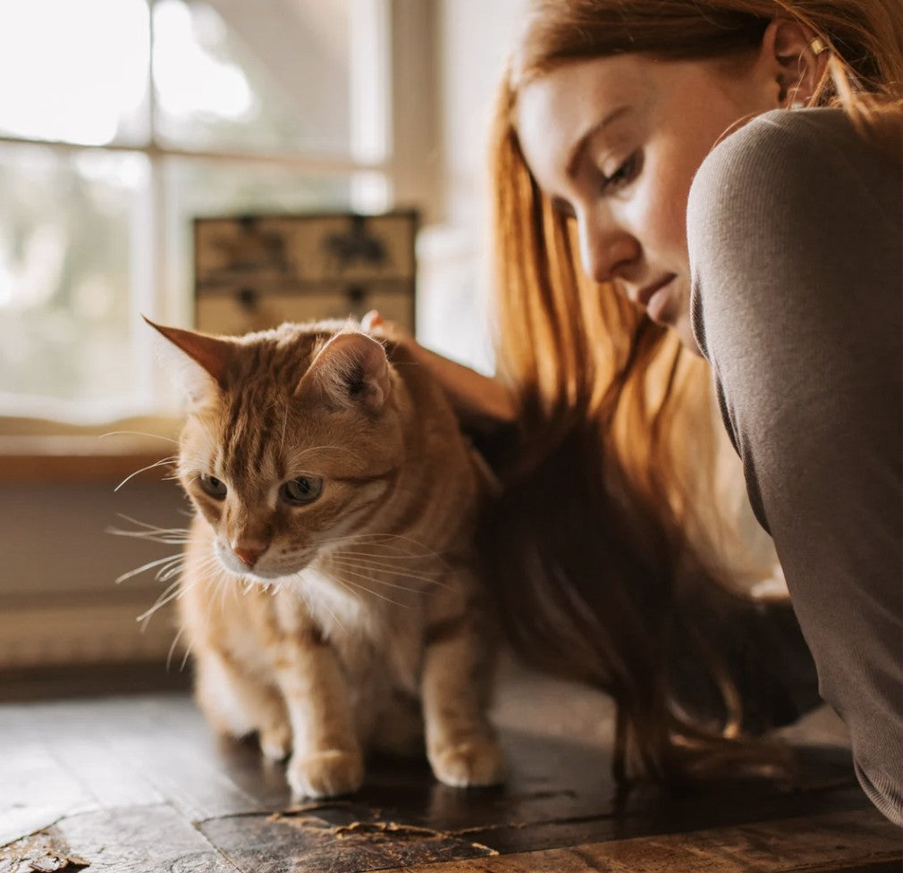 Pisica ta lasă prea mult păr? Află de ce și cum o poți ajuta! 🐱✨