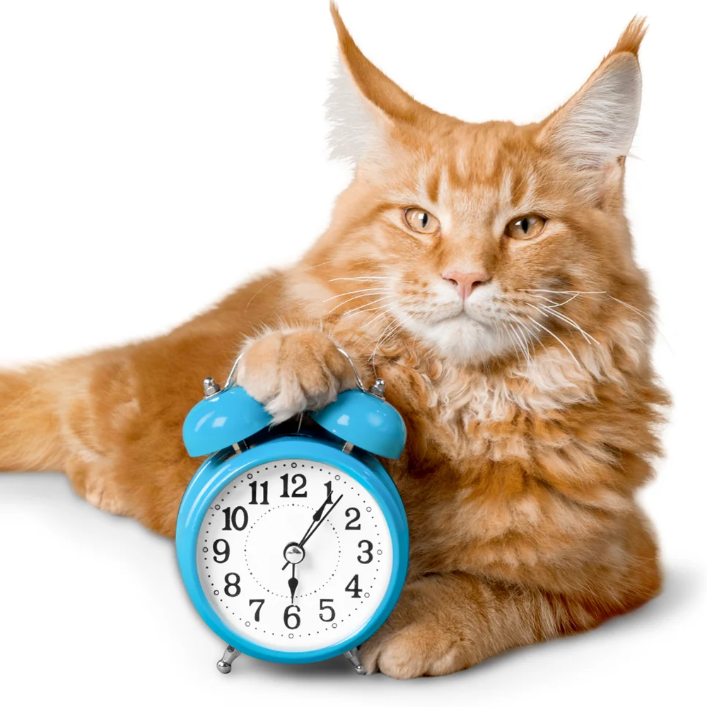 Cat timp traiesc pisicile?