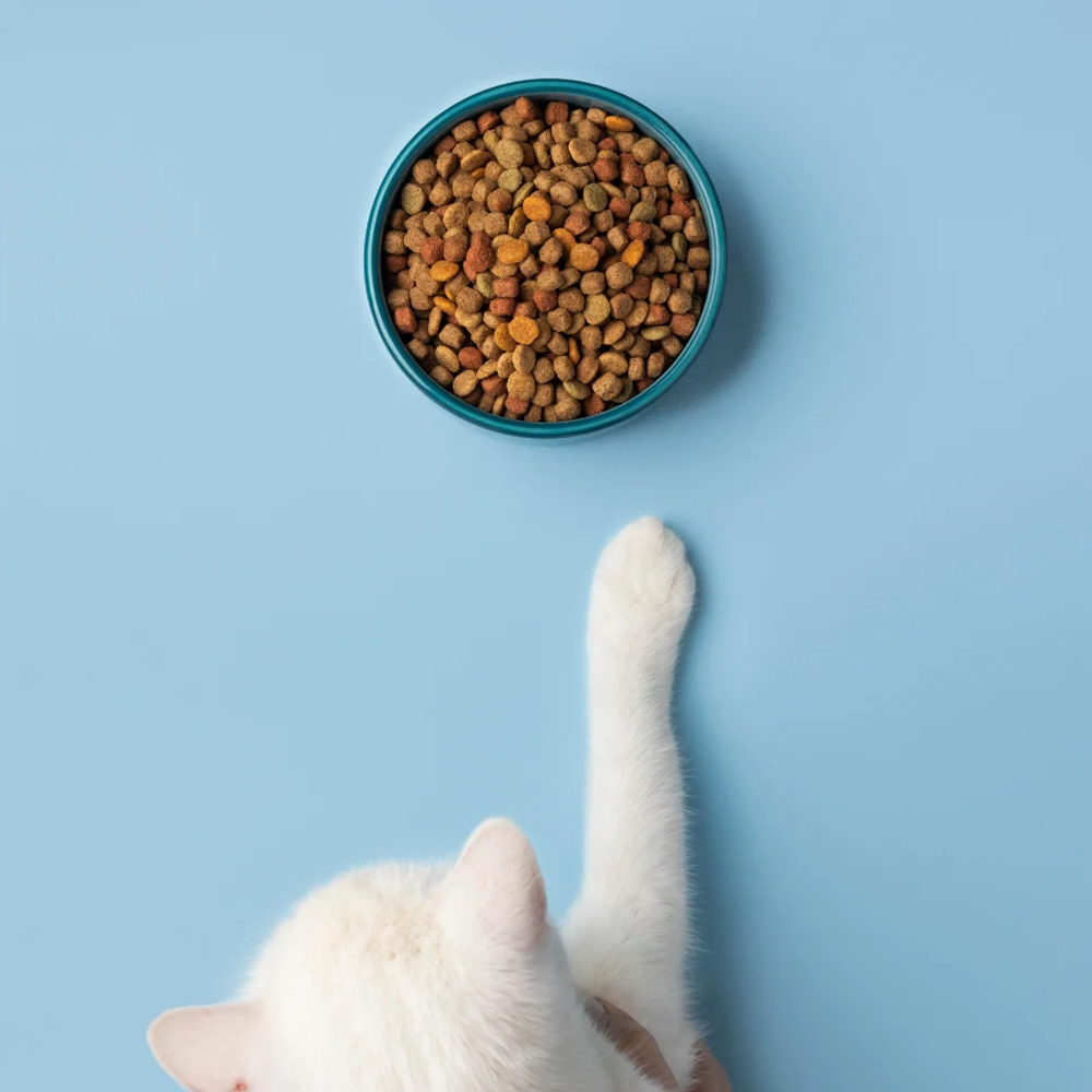 Pisicile si nevoile lor nutritionale: ce pot si ce nu pot manca?