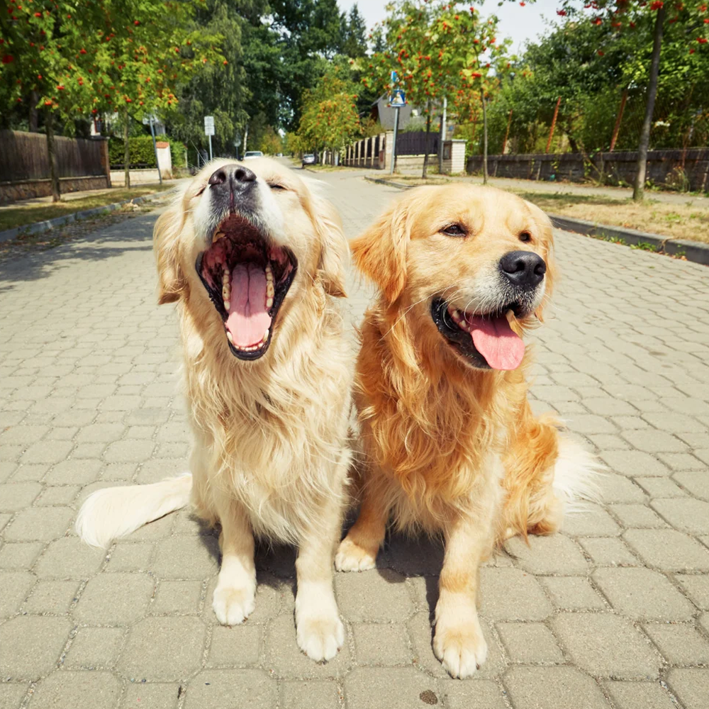 Importanta socializarii pentru caini: crearea unui insotitor canin bine adaptat