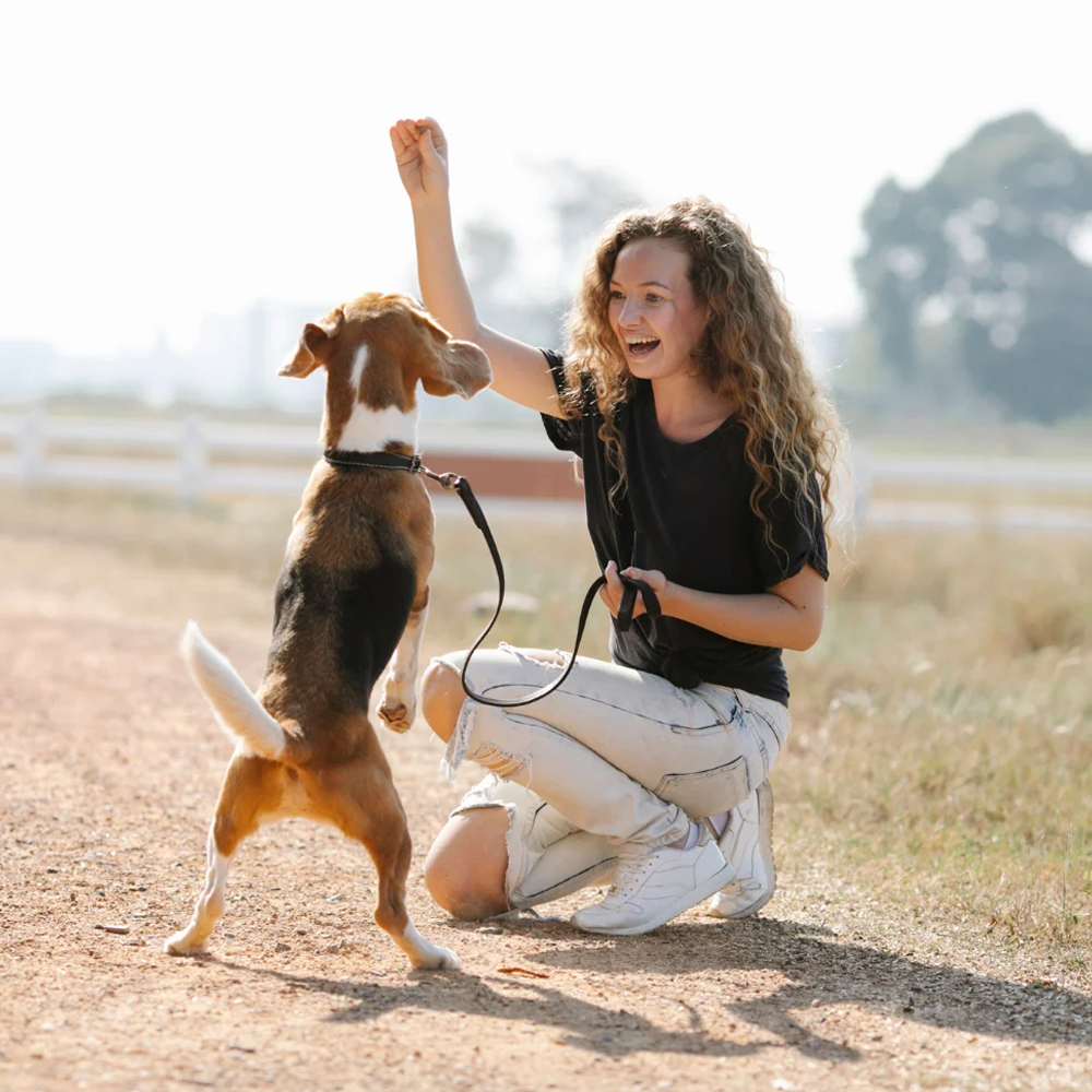 Un ghid amanuntit pentru dresajul canin: tehnici, sfaturi si bune practici